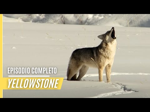 Animales en el Parque Nacional de Yosemite: Descubre su fauna única