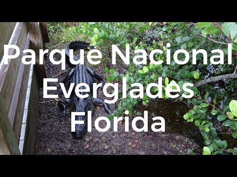 Descubre la fauna de la reserva natural de Everglades: ¿Qué animales puedes encontrar?